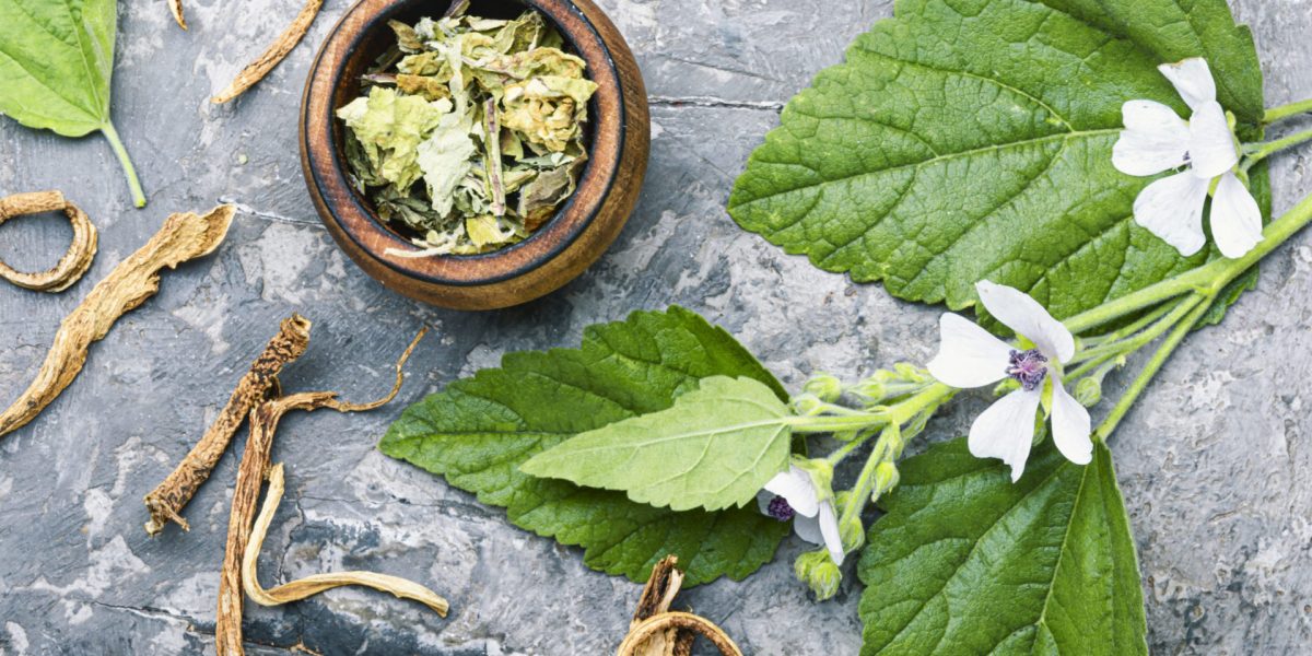 Medicinal plant althaea officinalis and dry roots althaea.Herbal medicine
